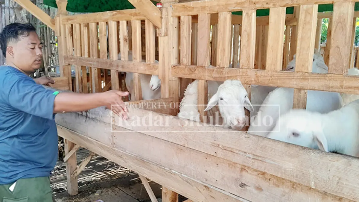 KAMBING SUPER: Wasil, 27, warga Desa Trebungan, Kecamatan Mangaran, sibuk memberi pakan kambing, Jumat (8/5). (HUMAIDI/JPRS)

