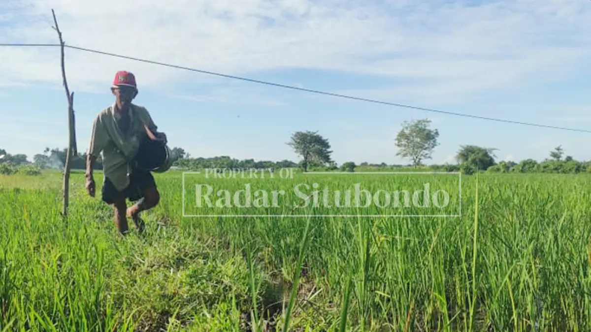 MULAI DITERAPKAN: Seorang warga di Kecamatan Situbondo mulai menggunakan pupuk organik berbahan fermentasi. (Ahmad Rifa
