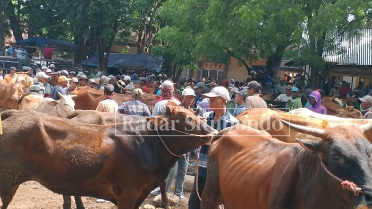 TAWAR MENAWAR: Sejumlah pedagang di Pasar Sabtuan, Kecamatan Panarukan, Situbondo, melakukan transaksi jual beli sapi, Sabtu (18/5). (Ahmad Rifa