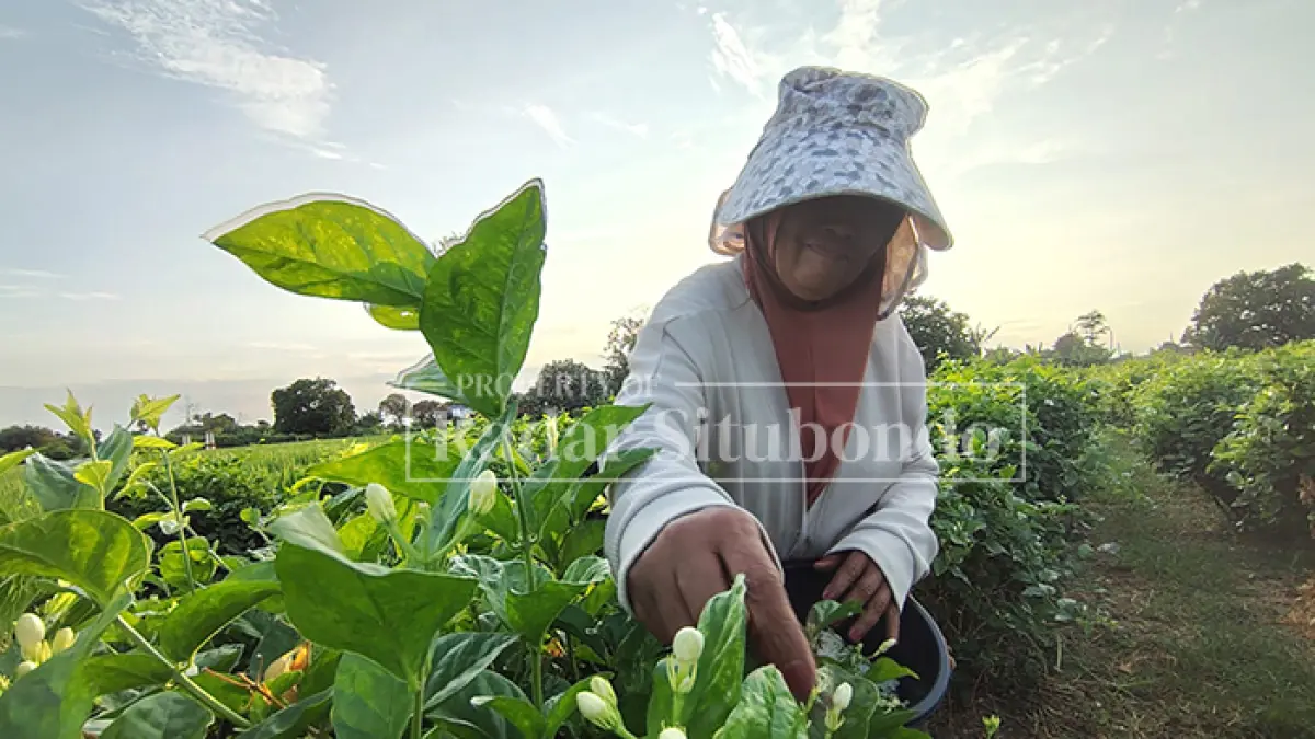 MULAI MENINGKAT: Seorang warga memetik bunga melati karena meningkatnya permintaan pada musim pernikahan di Desa Talkandang, Kecamatan Situbondo, Selasa (19/5). (Ahmad Rifa