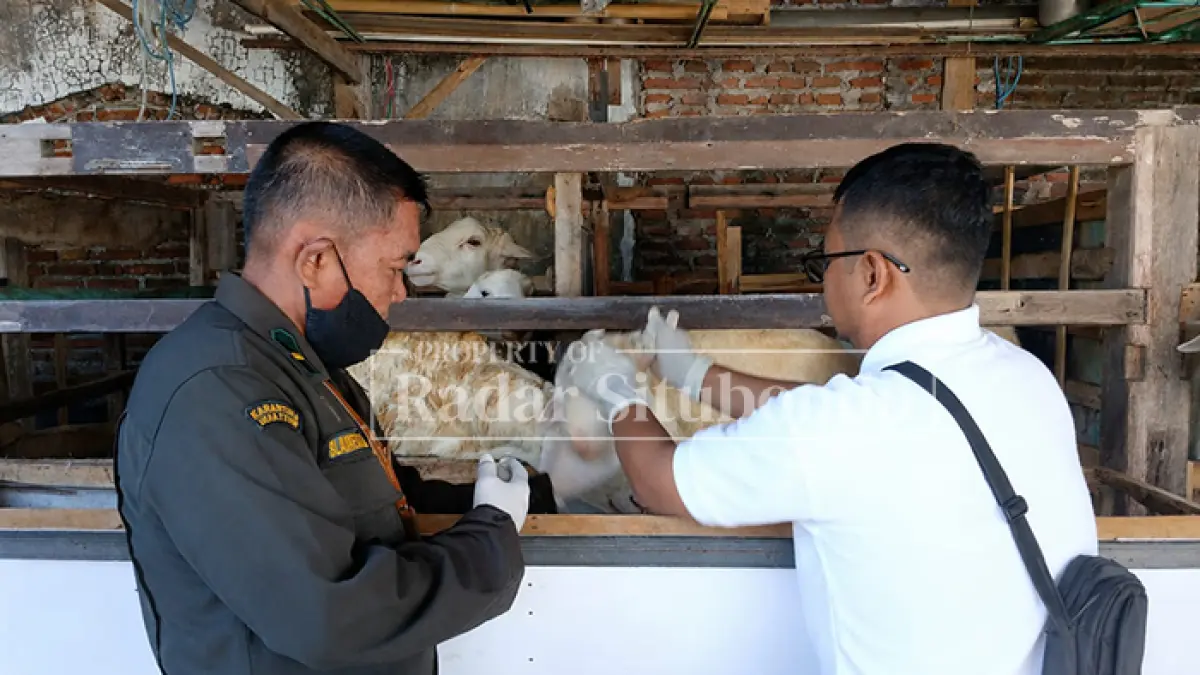 WASPADA: Petugas memeriksa hewan kurban yang didatangkan dari Madura menjelang Hari Raya Idul Adha di Pelabuhan Kalbut, Kecamatan Mangaran, Rabu (20/5). (Ahmad Rifa