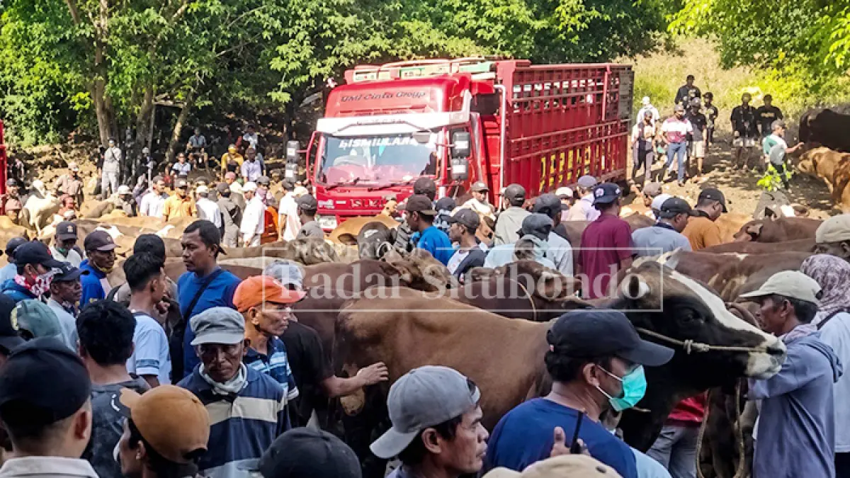 PERLU PENATAAN ULANG: Kondisi Pasar Hewan Sabtuan, Desa Sumberkolak, Kecamatan Panarukan, Kabupaten Situbondo (pasar hewan wilayah tengah) akan direvitalisasi agar lebih nyaman bagi para pedagang dalam melakukan transaksi, Sabtu (23/5). (Ahmad Rifa