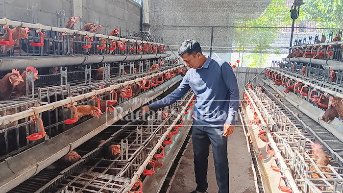 ANJLOK: Fitra Hafif Fadli, peternak telur ayam ras asal Desa Banyuputih, Kecamatan Banyuputih melakukan perawatan di kandang miliknya, Senin (25/5). (Ahmad Rifa