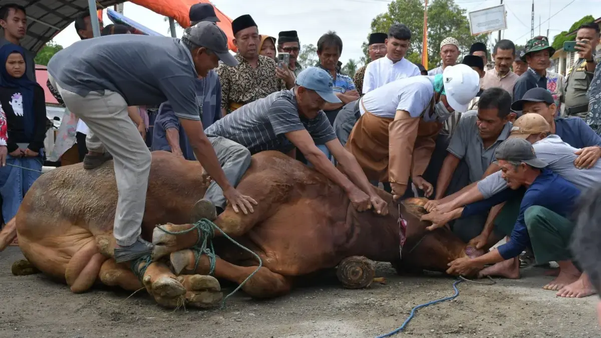 Ilustrasi proses penyembelihan hewan kurban. (Jawapos)