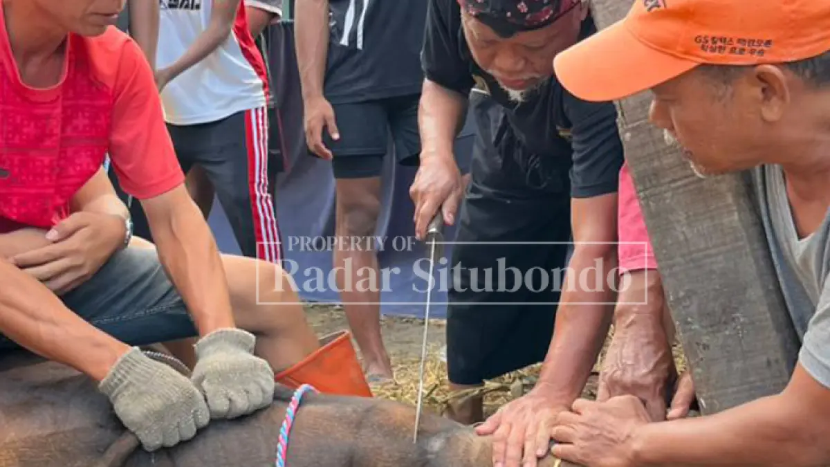 BERKUBAN: Pengurus Cabang LDII Kecamatan Panji melakukan pemotongan hewan kurban di halaman rumah salah satu pengurus di Kelurahan Mimbaan-Panji, Jumat (27/5) lalu). (HUMAIDI/JPRS)