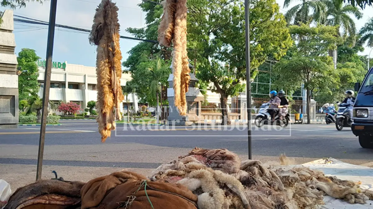 DIRAPIKAN: Salah satu pengepul kulit sapi dan kambing merapikan tumpukan kulit di pinggir jalan raya, depan kantor Pemkab Situbondo, Kamis (28/5). (HUMAIDI/JPRS)