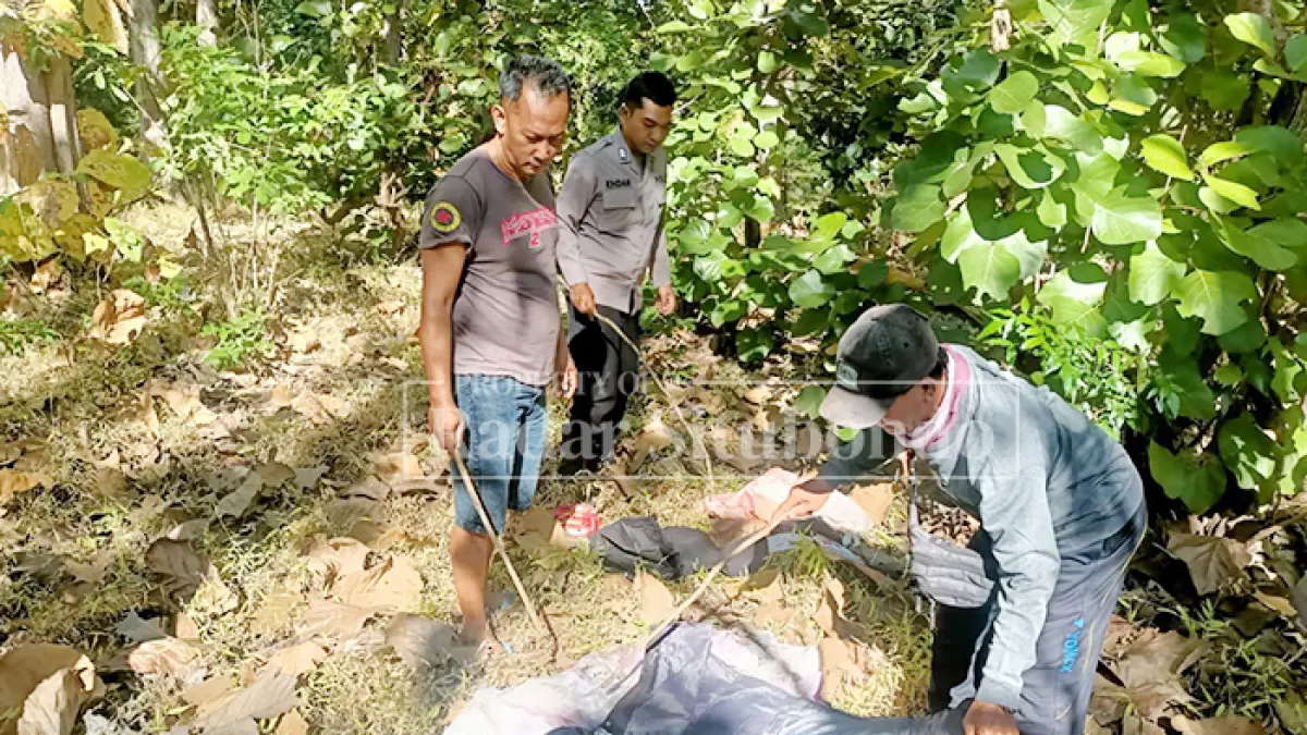 PENEMUAT MAYAT: Anggota Polres Situbondo mengevakuasi jenazah laki-laki di pinggir Jalan Pantura Taman Nasional Baluran, Senin dinihari, (15/6). (HUMAIDI/JPRS)
