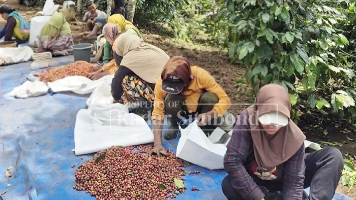 PANEN RAYA: Warga sibuk memanen kopi di Dusun Taman Dadar, Desa Curahtatal, Kecamatan Arjasa, Selasa (7/7). (HUMAIDI/JPRS)
