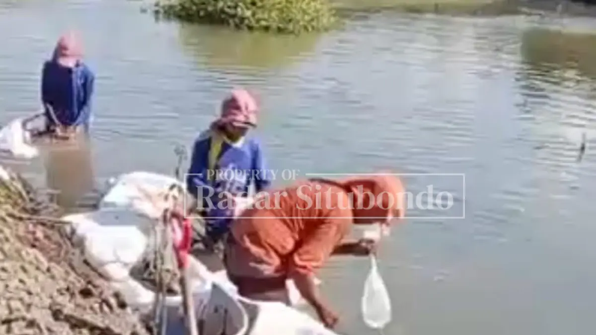 TAMBAK LOKAL: Sejumlah warga sedang menebar udang di tambak lokal, Desa Peleyan, Kecamatan Panarukan, belum lama ini. (HUMAIDI/JPRS)
