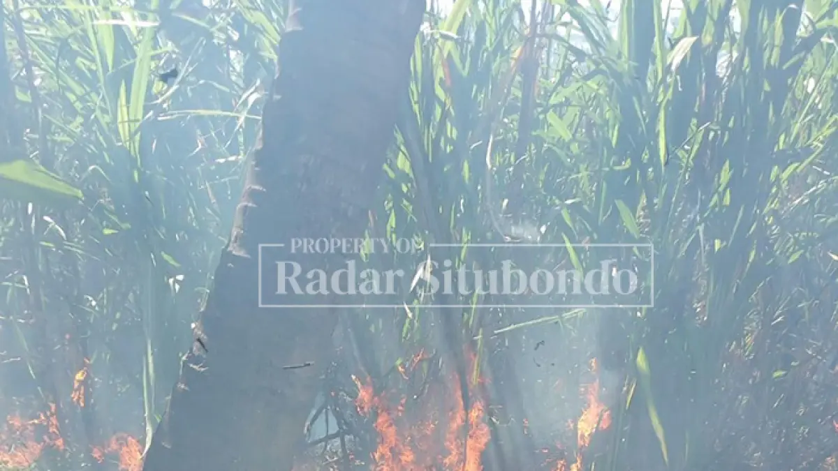 TERBAKAR: . Sucipto, warga Dusun Timur Curah, Desa Kedungdowo, Kecamatan Arjasa, meninjau lahan tebu terbakar didampingi waarga sekitar, Jumat (10/7)