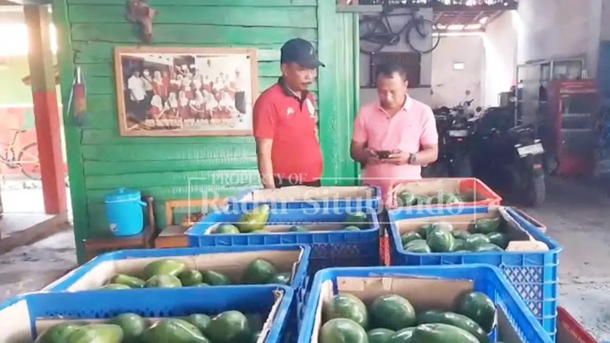 MUSIM PANEN: Sejumlah warga sibuk menyortir buah alpukat, di rumah Hariyono, 50, warga Dusun Krajan, Desa Sumberejo, Kecamatan Banyuputih, Minggu (19/7). (HUMAIDI/JPRS)

