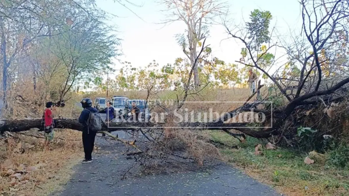 POHON TUMBANG: Sejumlah warga tertahan pohon tumbang di Jalan Desa Bayeman, Kecamatan Arjasa, Rabu (22/7). (HUMAIDI/JPRS)
