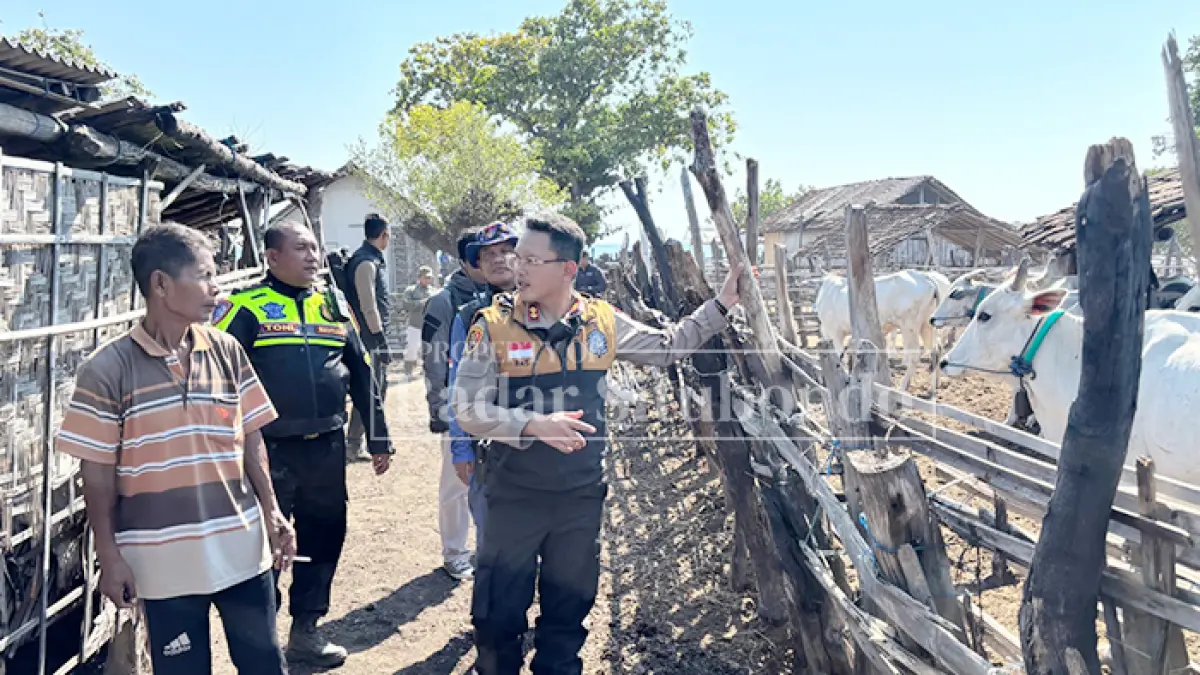 TINJAU KANDANG SAPI: Kapolres Situbondo AKBP Bayu Anuwar Sidiqie, didampingi warga melihat kendang sapi, di Dusun Merak, Desa Sumberwaru, Kecamatan Banyuputih, Sabtu lalu (25/7). (HUMAIDI/JPRS)  
