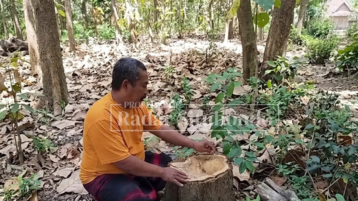 CEK TUNGGAK: Matrosi, 45, warga Desa Tambak Ukir, Kecamatan Kendit, menunjukkan tunggak kayu jati di hutan jati, kawasan KRPH Kendit, Kamis (30/7). (HUMAIDI/JPRS)
