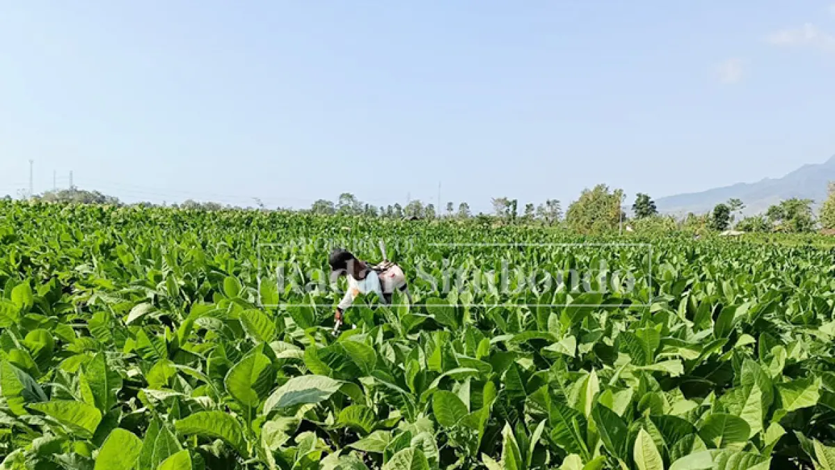 DISERANG HAMA TIKUS: Seorang petani merawat tanaman tembakaunya di lahan miliknya di Desa Selomukti, Kecamatan Mlandingan, Situbondo, Jumat (7/8). (Ahmad Rifa