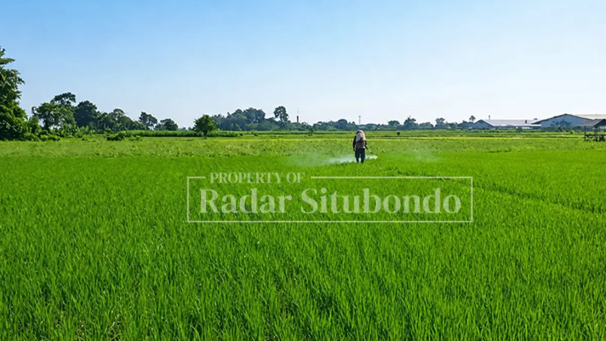 Pemerintah Kabupaten (Pemkab) Situbondo mengingatkan para petani untuk memperbarui data Kartu Tanda Penduduk (KTP). Langkah tersebut perlu segera dilakukan menngingat adanya penyesuaian mekanisme penebusan pupuk bersubsidi. (dok.jprs)