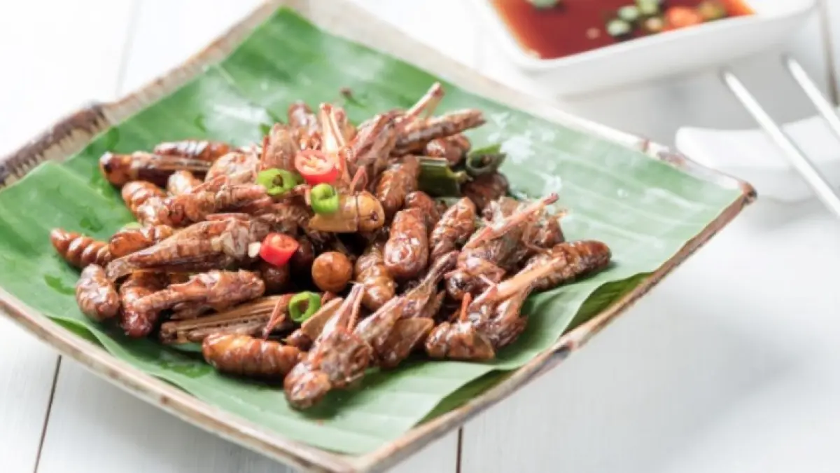 Ilustrasi : Belalang goreng khas Gunungkidul kembali jadi sorotan setelah pembeli menemukan potongan kardus di dalam toples.(Foto:Canva)