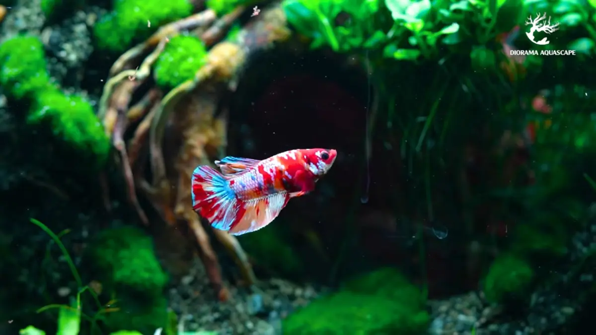 Ilustrasi Ikan Cupang dalam Aquascape. (YouTube/Diorama Aquascape)