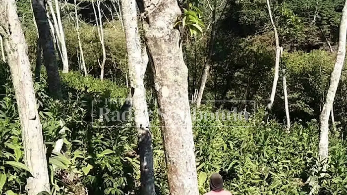 JADI LAHAN TEMBAKAU: Salah satu warga sibuk memanen tembakau di Petak 6A, LMDH Baderan, Kecamatan Sumbermalang, Kamis (17/9). (HUMAIDI/JPRS)