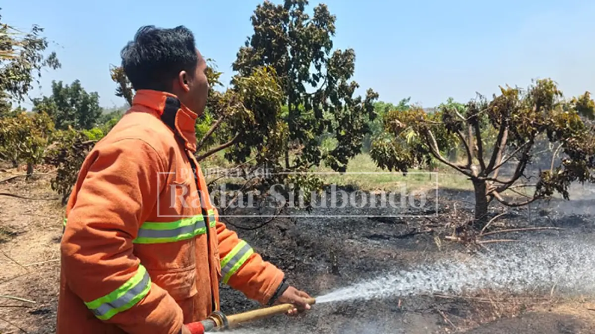 IKUT TERBAKAR: Petugas Pemadam Kebakaran (Damkar) Situbondo memadamkan api yang merembet ke lahan yang ditanami buah di Dusun Karangmalang, Desa Panjikidul, Kecamatan Panji, Situbondo, Minggu (27/9). (Ahmad Rifa