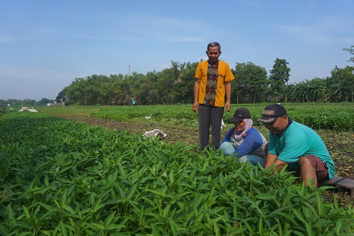 POTENSI UNGGULAN: Kepala Desa Sidokaton Supandi (kiri berdiri) mengamati salah satu petani saat memanen sayur kangkung di lahan persawahan.