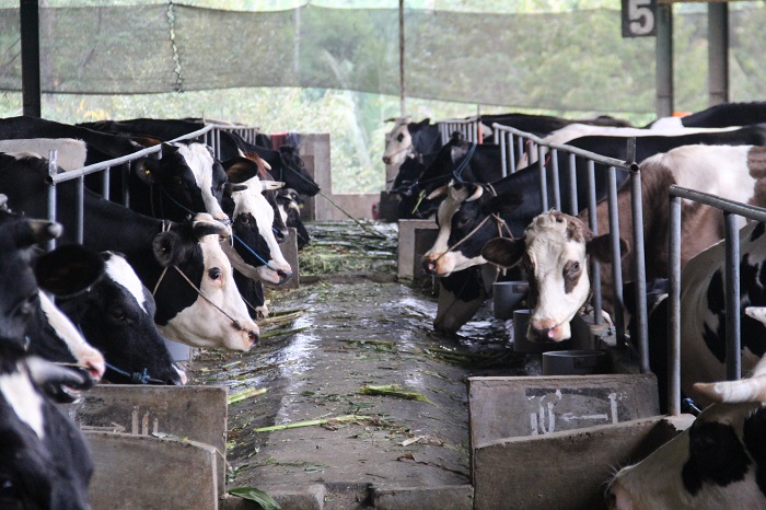 DIMINATI: Puluhan ekor sapi perah milik salah satu peternak di Desa Galengdowo, Kecamatan Wonosalam.