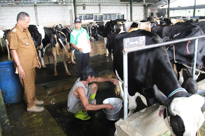 POTENSI UNGGULAN: Peternak sapi perah menunjukkan sapi perah di kandangnya, Rabu (29/11).