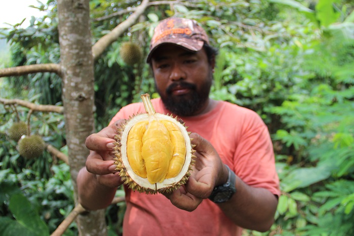 MUNGIL: Heri Susanto, petani durian asal Dusun Pucangrejo, Desa Wonosalam Kecamatan Wonosalam, Jombang, menunjukkan durian sunrise yang baru saja dipetik dari pohon, Rabu (6/12).