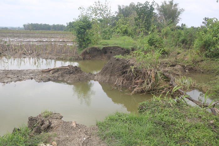 RUSAK: Salah satu titik tanggul Kali Marmoyo di Desa Pagertanjung, Kecamatan Ploso jebol dengan panjang 20 meter belum bisa tertangani, Sabtu (9/12).