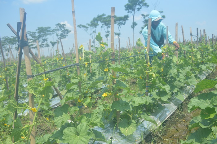 DIRAWAT: Abdul Rokhim petani melon asal Desa Pagerwojo, Kecamatan Perak saat merawat tanamannya, Jumat (8/12).