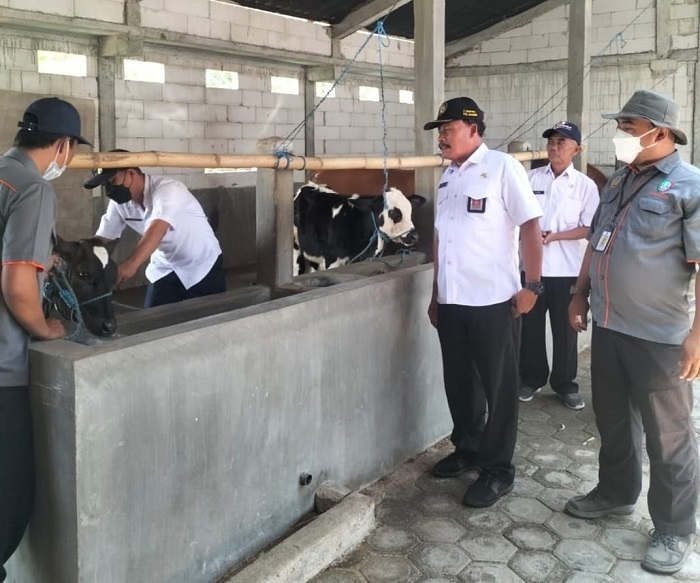 AKTIF: Kepala Disnak Jombang Agus Susilo Sugioto (dua dari kanan) melakukan pengecekan anakan sapi Belgian Blue, beberapa waktu lalu.