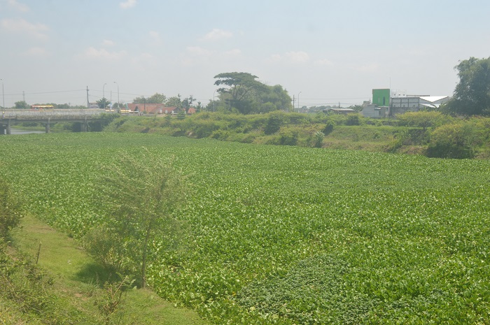 MENGHIJAU: Sungai Ngotok Ring Kanal di Desa Madiopuro, Sumobito banyak ditumbuhi eceng gondok dan kangkung.