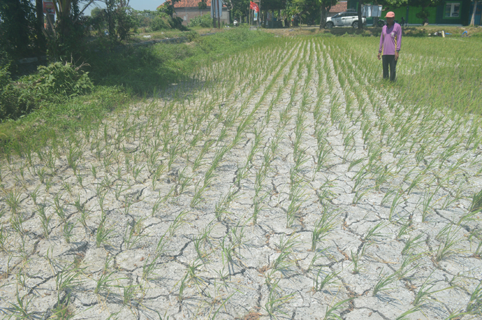 MEREKAH: Nur Khalim berada di sawah yang kondisinya kekurangan air di Desa Banjarsari, Kecamatan Bandarkedungmulyo, Kamis (21/12).