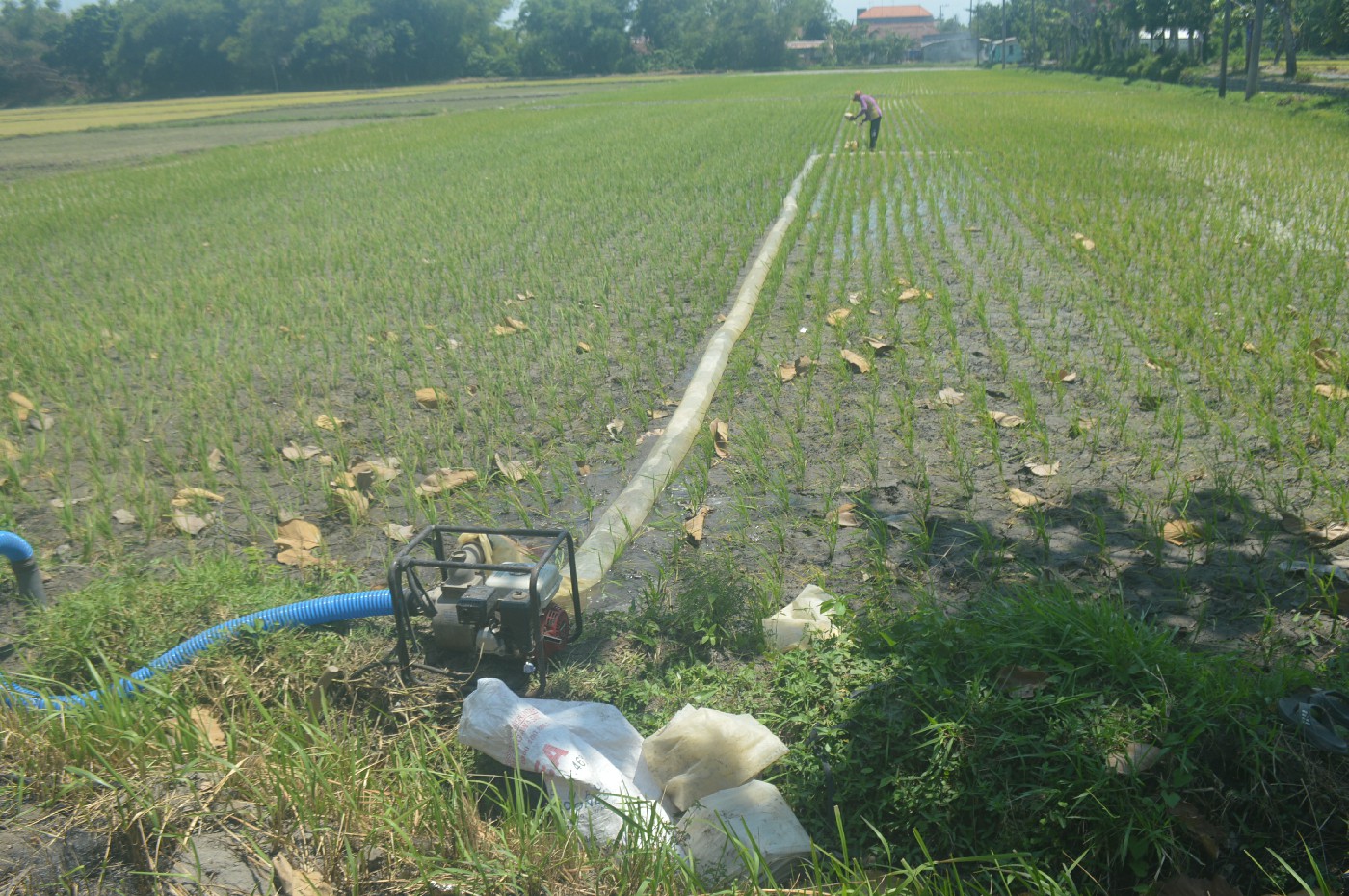 PAKAI MESIN POMPA: Sebagian petani di Kecamatan Bandarkedungmulyo saat ini mengairi sawahnya dengan menggunakan mesin pompa untuk menyedor air dari sumur bor.