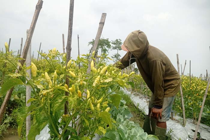 DIPANEN: Sujoko tengah memanen cabai merah di sawahnya Desa Kalangsemanding, Kecamatan Perak, Senin (25/12).