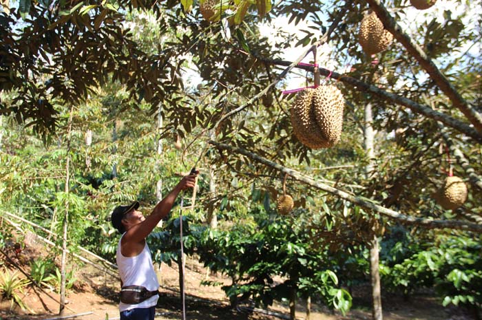 UNGGUL: Riyanto, 53 alias Gimin warga Dusun Arjosari, Desa Panglungan kecamatan Wonosalam saat merawat durian montong di kebunnya.