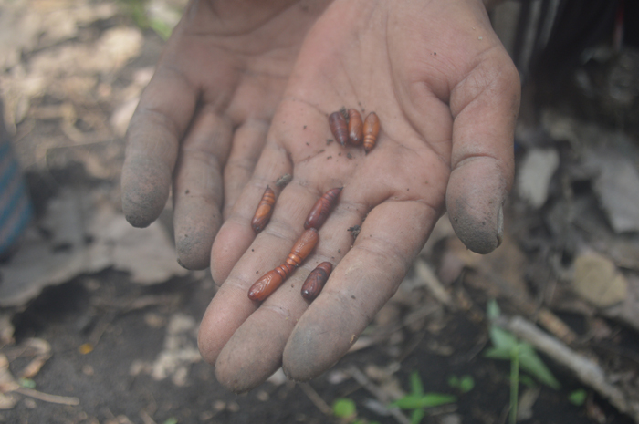 DIBURU: Sur Sulaimah menunjukkan entung jati yang baru saja didapatkan di kawasan hutan jati Desa Sumberaji, Kecamatan Kabuh, Jombang Senin (1/1).