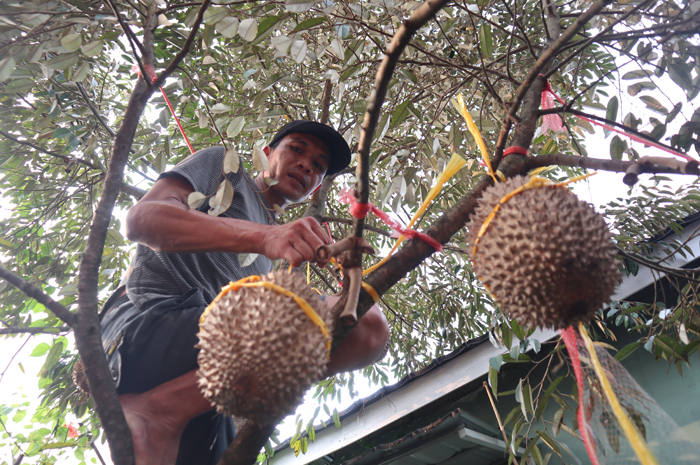 MAKSIMAL: Petani memanen durian bawor di Desa Jarak, Kecamatan Wonosalam, Rabu (3/1).