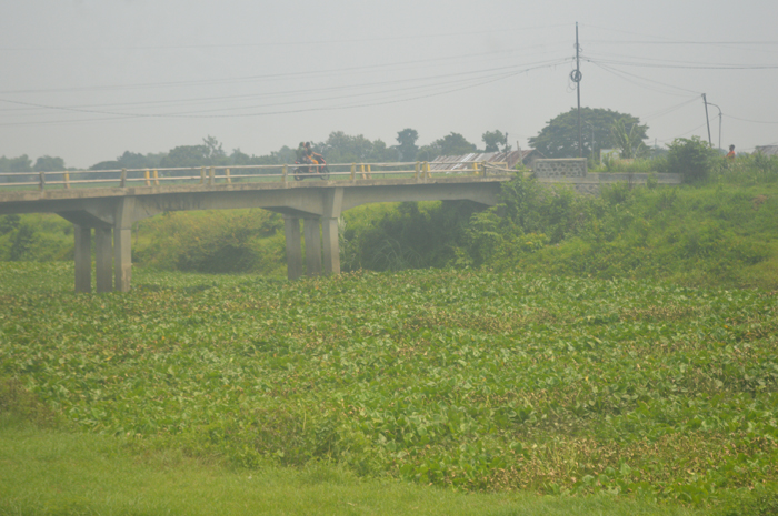 MENGHIJAU: Di samping jembatan Desa Sebani, Kecamatan Sumobito tanaman air tumbuh subur di Sungai Ngotok Ring Kanal, Rabu (3/1).