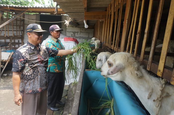 INSPIRATIF: Kades Karanglo Habib Ghofir (batik hitam) bersama perangkat desa memberi pakan kambing di salah satu kandang, Kamis (4/1).