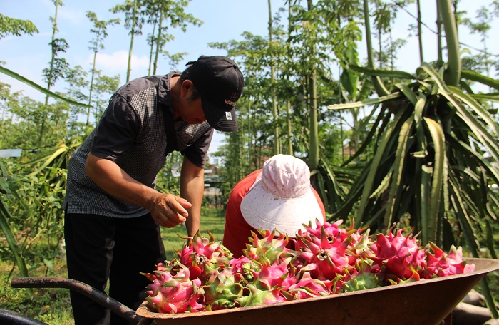 DIPETIK: Asnawai, 54 pembudi daya buah naga merah di Desa Keras, Kecamatan Diwek memanen buah naga di kebunnya.