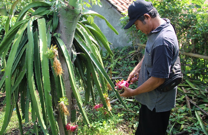 DIPETIK: Asnawai, 54 pembudi daya buah naga merah di Desa Keras, Kecamatan Diwek memanen buah naga di kebunnya.