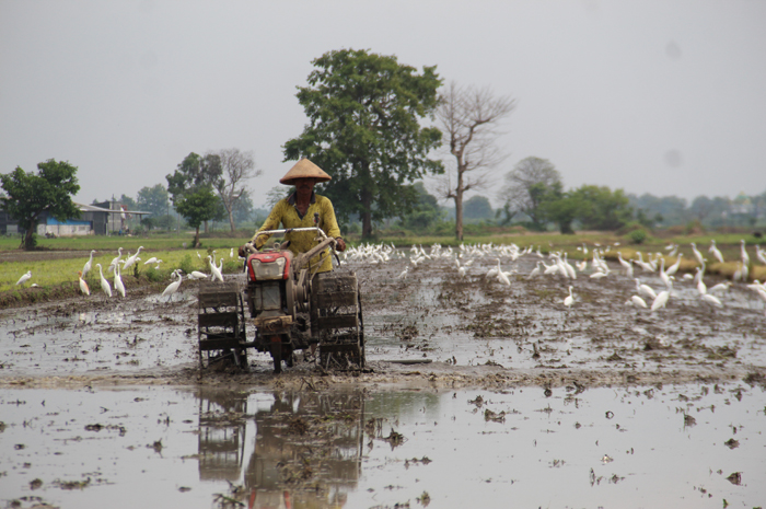 CARI MAKAN: Ratusan burung bangau sawah berkerumun saat petani membajak sawah di Dusun Kaliwungu, Desa Mlaras, Kecamatan Sumobito, Sabtu (6/1).