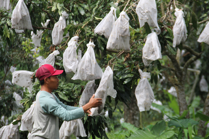 DIBRONGKOS: Mushir membrongsong buah lengkeng di pohon untuk melindungi dari serangan hama, Rabu (10/1).