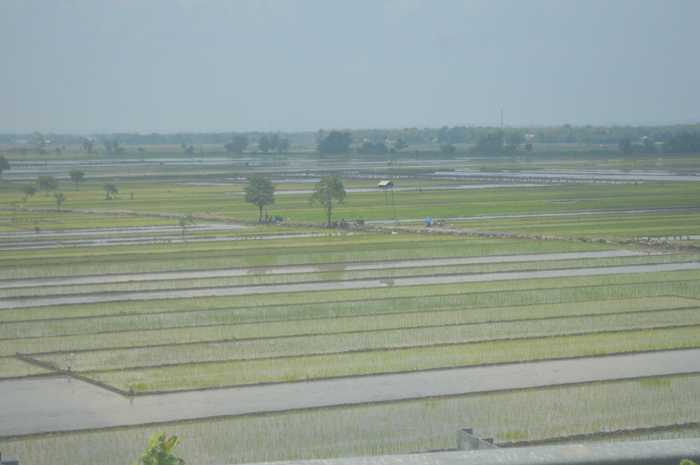MULAI TANAM: Awal Januari sawah di Desa Kedungmlati, Kecamatan Kesamben mayoritas sudah ditanami padi, Selasa (9/1).