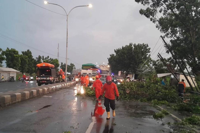 DIEVAKUASI: Petugas BPBD Jombang melakukan evakuasi pohon tumbang di Jl Raya Mojoagung Desa Tejo, Mojoagung, Kamis (11/1) sore.