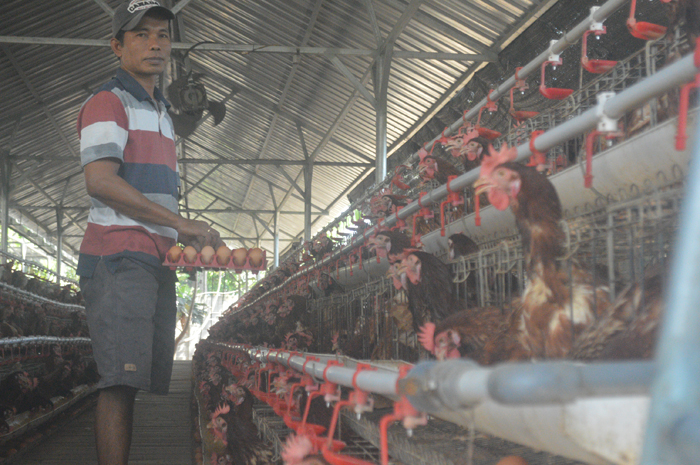 DIPANEN: Salah seorang pekerja tengah memanen telur milik peternak ayam petelur di Desa Wangkalkekpuh, Kecamatan Gudo, Sabtu (13/1).