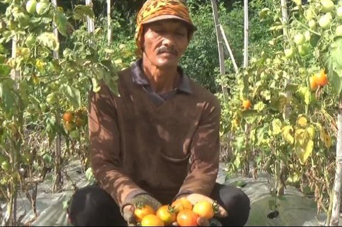SUMRINGAH: Petani asal Desa Genukwatu, Kecamatan Ngoro memetik tomat hasil tanamannya.