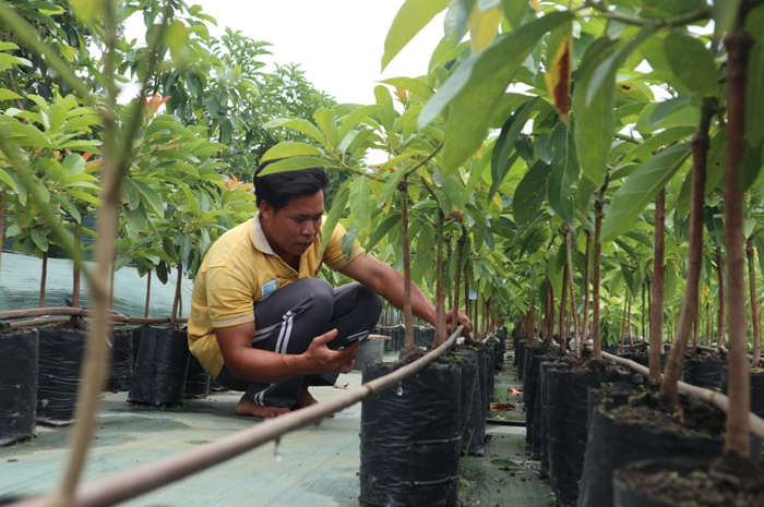 DIRAWAT: Suyitno, pembibit alpukat di Dusun Sumber, Desa Wonosalam, Kecamatan Wonosalam saat merawat tanamannya, Rabu (24/1).