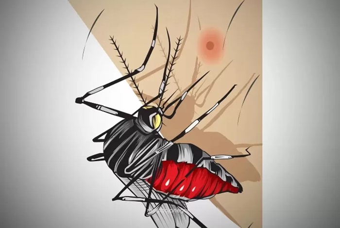 Ilustrasi chikungunya.